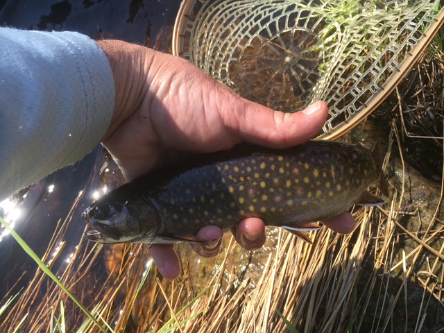 Brook trout held above the net